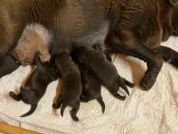 nata cucciolata di altissima  genealogia color cioccolato , consegna prevista a partire dal 6 DICEMBRE (disponibile un maschio cioccolato  )