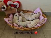 born litter for  important genealogy for show  , super genealogy with italian and international  champions   , delivery from to 22 october ( available one girl )