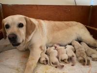 Nata cucciolata di altissima genealogia per expo, genitori figli di campioni italiani e internazionali , consegna prevista a partire dal 22 ottobre ( disponibile una femmina )  