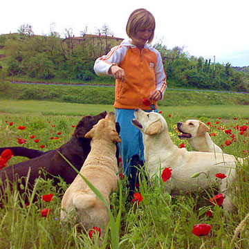 Labradormania - Allevamento di Labrador retriever