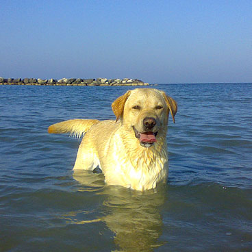 Labradormania - Allevamento di Labrador retriever